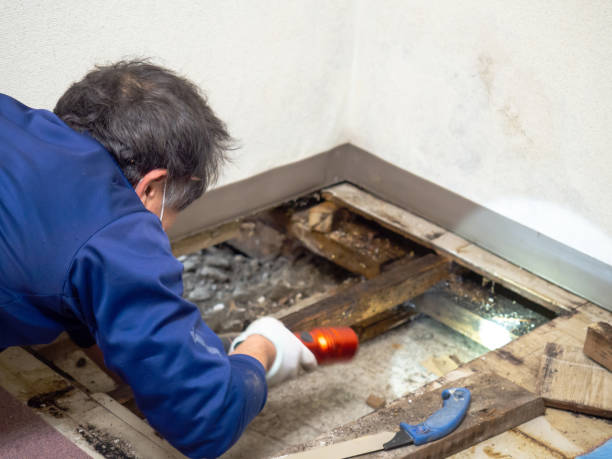 Best Water Damage Restoration  in Churubusco, IN