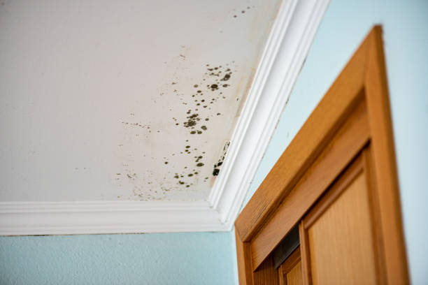 Mold Removal and Inspection in Churubusco, IN