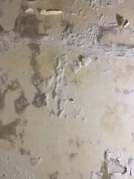 Best Affordable Mold Removal  in Churubusco, IN
