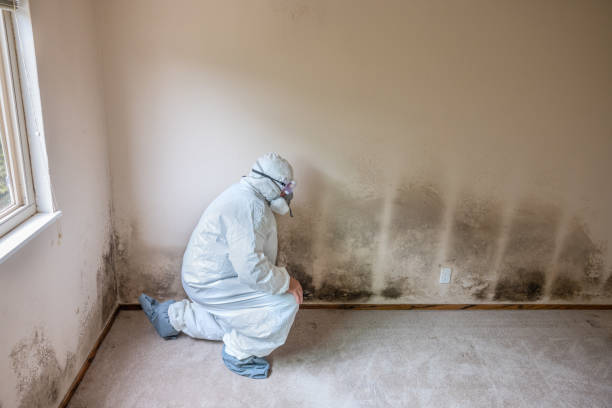 Best Certified Mold Removal  in Churubusco, IN