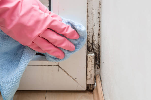 Office Mold Removal Services in Churubusco, IN